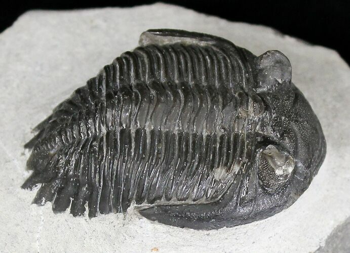 Bargain Hollardops Trilobite - Mount Issoumour #17835